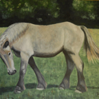  Jeune cheval gris 80x100