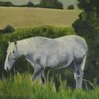 Cheval blanc en campagne 65x92